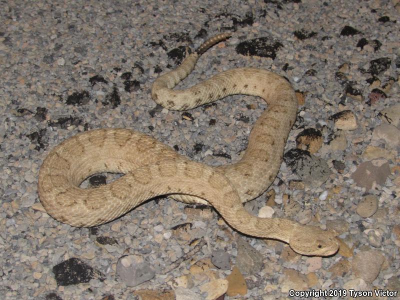 Midget Faded Rattlesnake (Crotalus oreganus concolor)