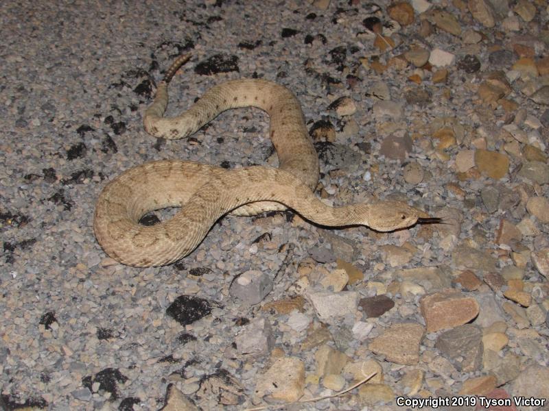 Midget Faded Rattlesnake (Crotalus oreganus concolor)