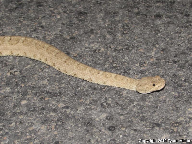 Midget Faded Rattlesnake (Crotalus oreganus concolor)