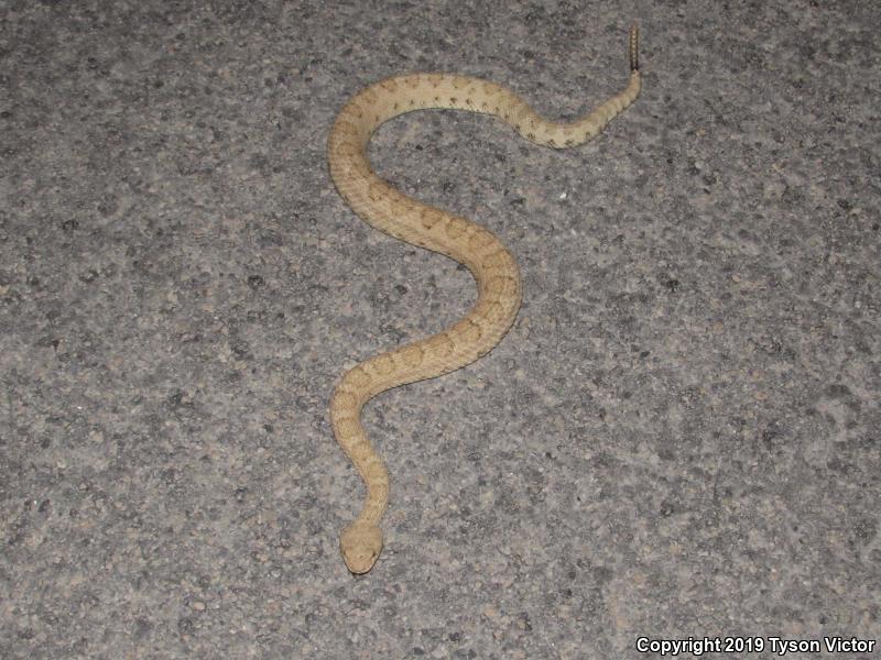 Midget Faded Rattlesnake (Crotalus oreganus concolor)