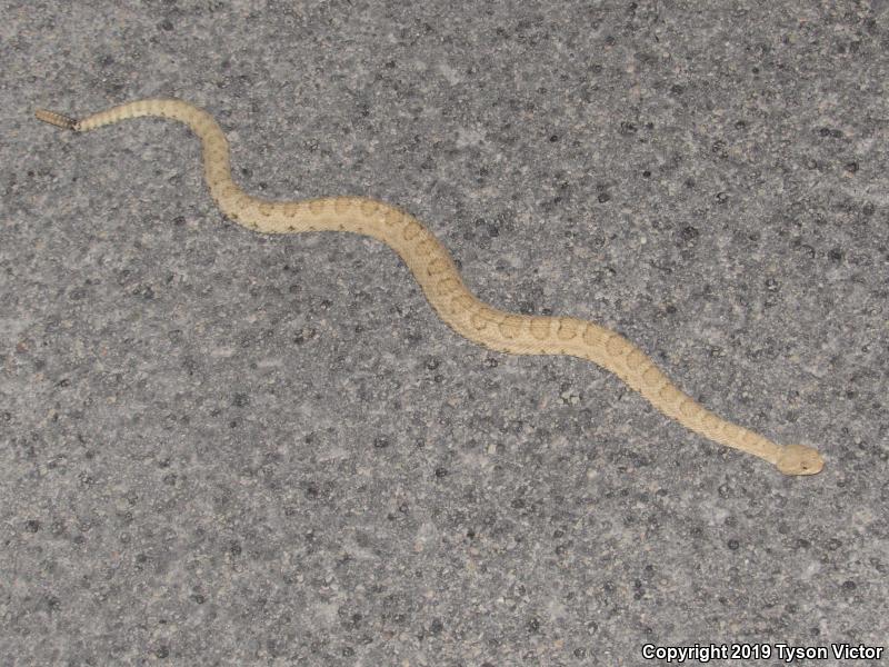 Midget Faded Rattlesnake (Crotalus oreganus concolor)