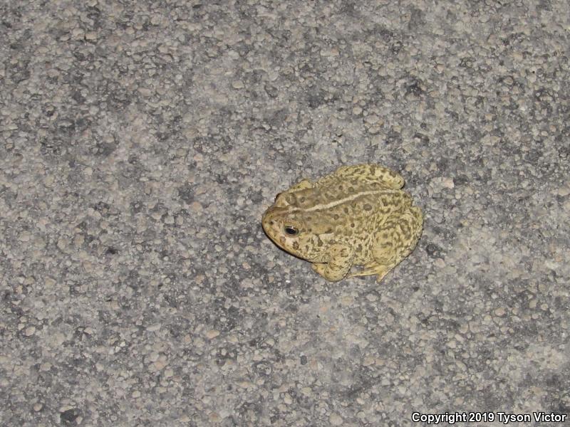 Woodhouse's Toad (Anaxyrus woodhousii woodhousii)