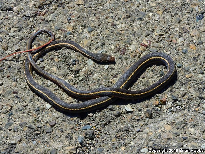 California Striped Racer (Coluber lateralis lateralis)