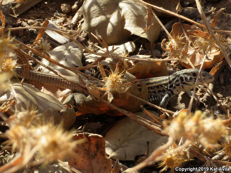 Coastal Whiptail (Aspidoscelis tigris stejnegeri)