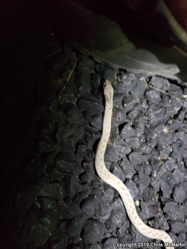 Texas Nightsnake (Hypsiglena jani texana)