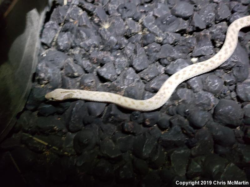 Texas Nightsnake (Hypsiglena jani texana)