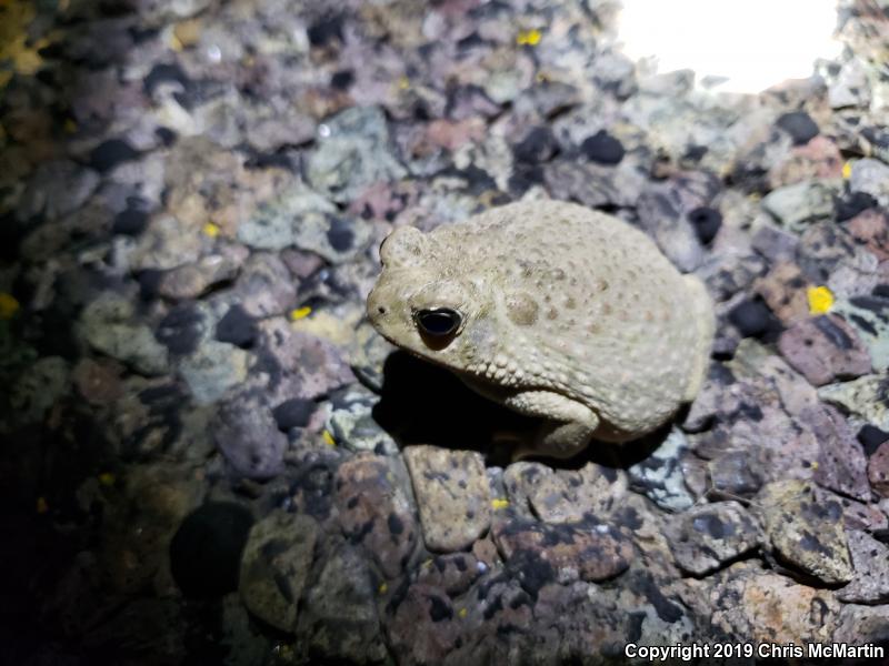 Texas Toad (Anaxyrus speciosus)