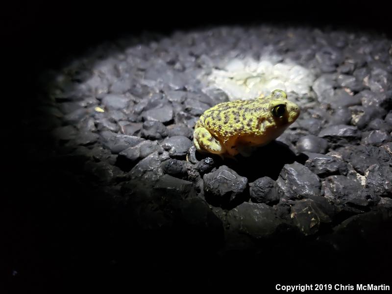 Couch's Spadefoot (Scaphiopus couchii)