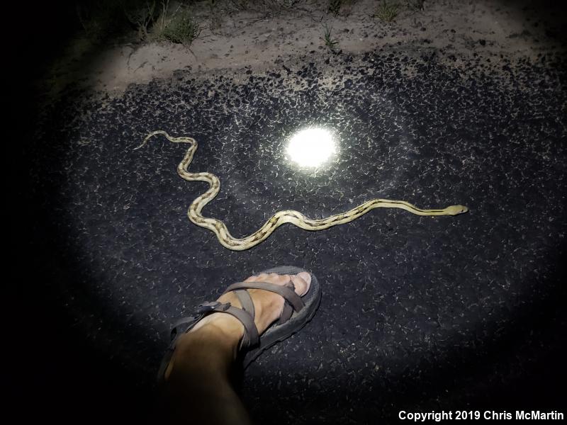 Northern Trans-Pecos Rat Snake (Bogertophis subocularis subocularis)