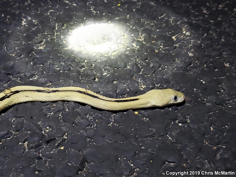 Northern Trans-Pecos Rat Snake (Bogertophis subocularis subocularis)