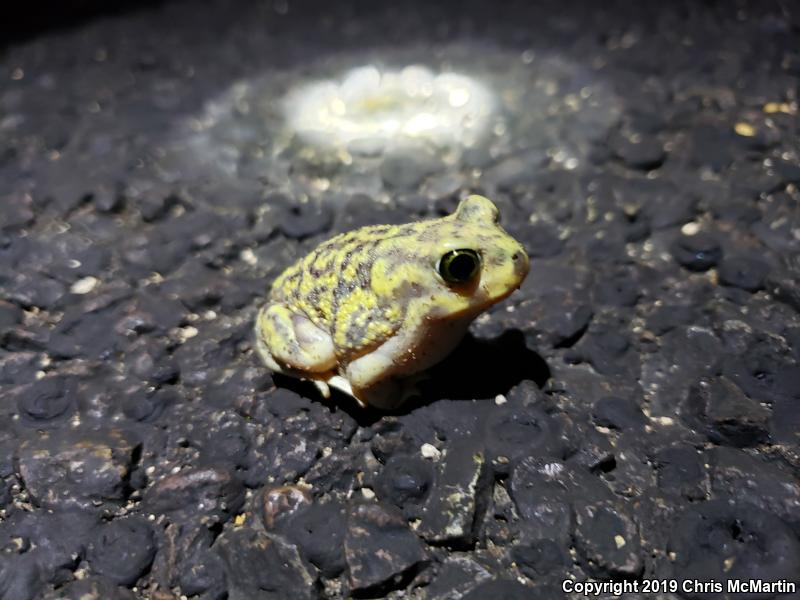 Couch's Spadefoot (Scaphiopus couchii)