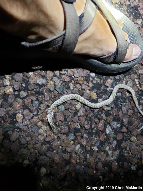 Texas Nightsnake (Hypsiglena jani texana)