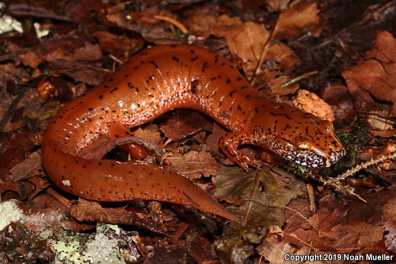 Blue Ridge Spring Salamander (Gyrinophilus porphyriticus danielsi)