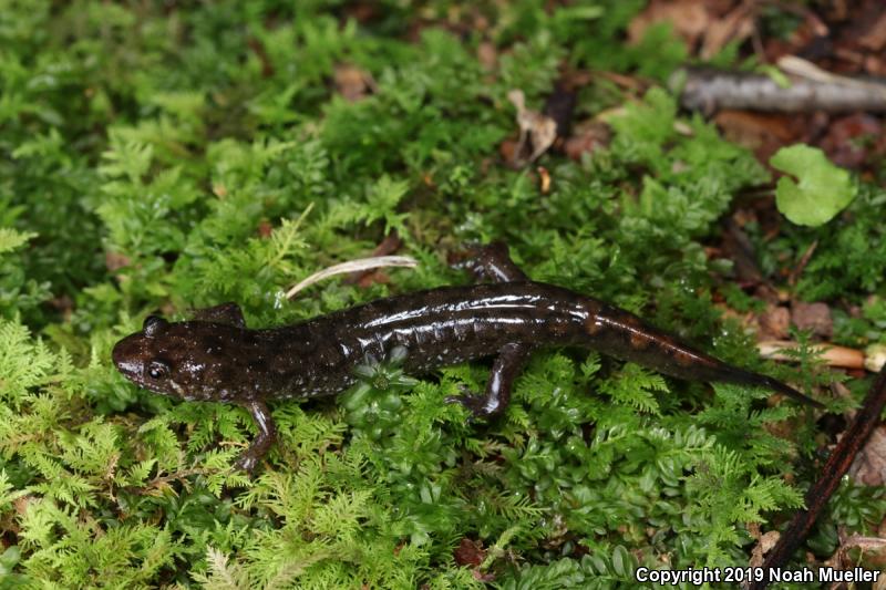 Carolina Mountain Dusky Salamander (Desmognathus carolinensis)