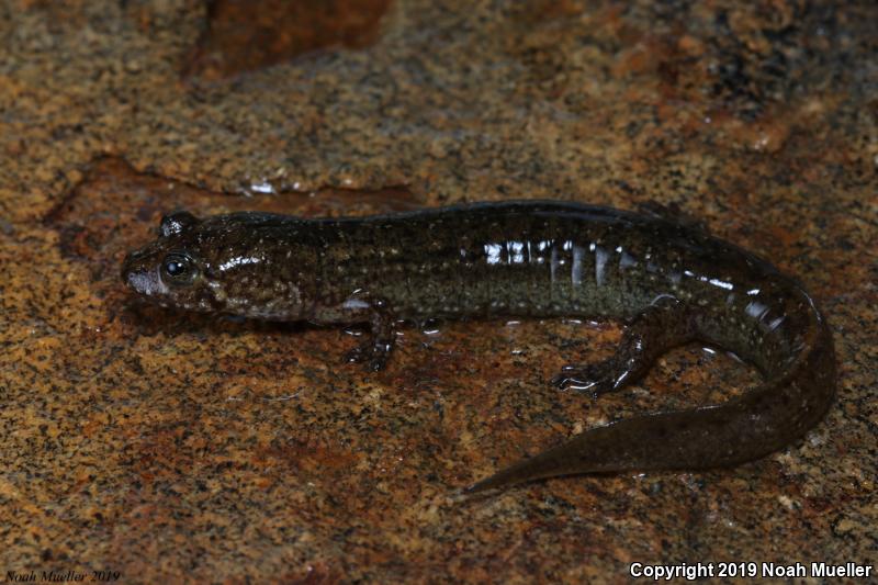 Black-bellied Salamander (Desmognathus quadramaculatus)