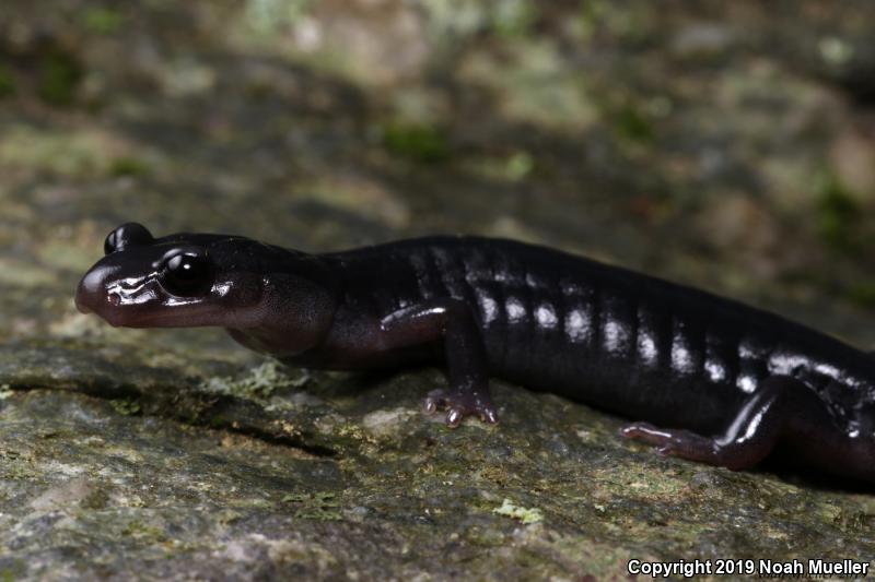 Northern Gray-cheeked Salamander (Plethodon montanus)