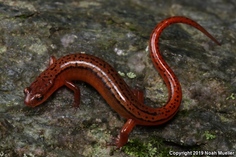 Blue Ridge Two-lined Salamander (Eurycea wilderae)