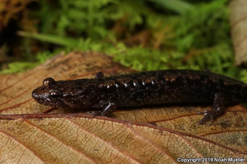 Blue Ridge Dusky Salamander (Desmognathus orestes)