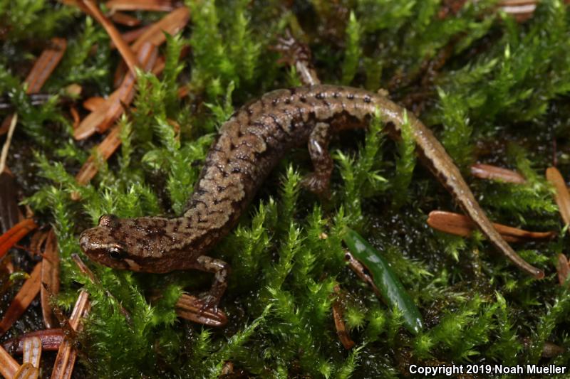 Dusky Salamanders (Desmognathus)