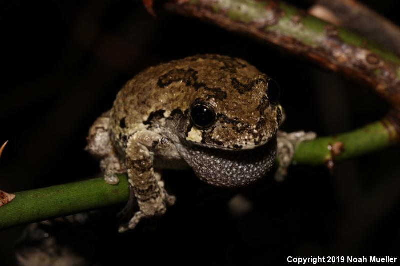 Cope's Gray Treefrog (Hyla chrysoscelis)