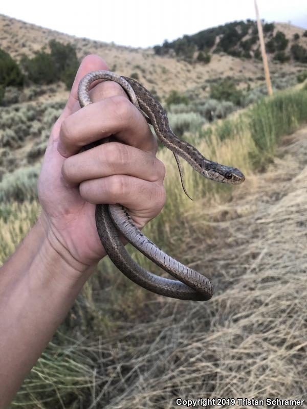 Wandering Gartersnake (Thamnophis elegans vagrans)