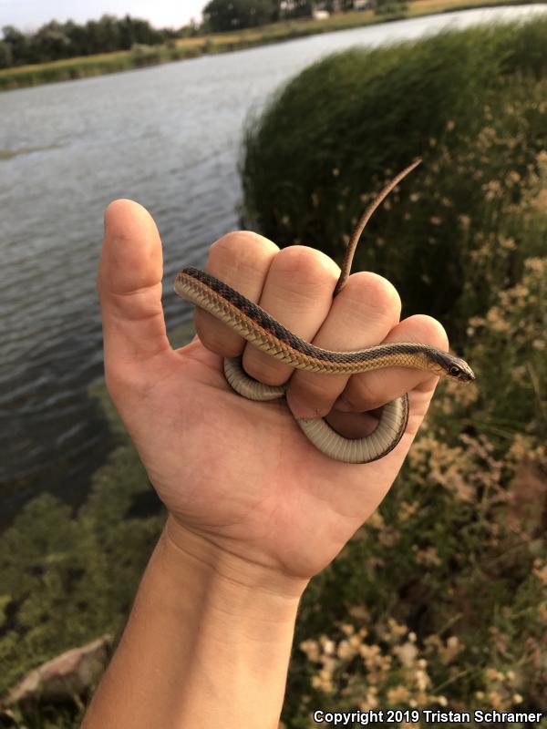 Red-sided Gartersnake (Thamnophis sirtalis parietalis)