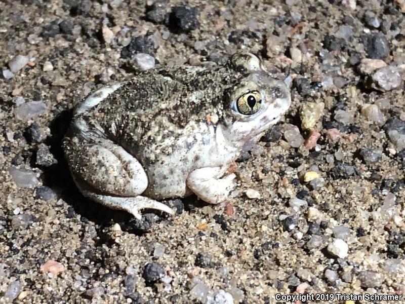 Plains Spadefoot (Spea bombifrons)