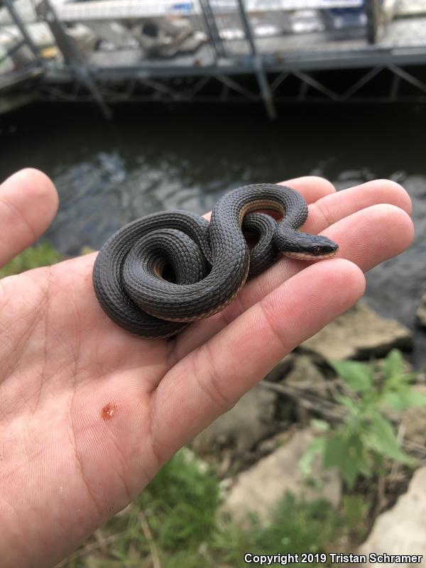 Graham's Crayfish Snake (Regina grahamii)