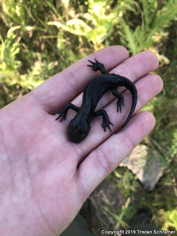 Eastern Tiger Salamander (Ambystoma tigrinum)