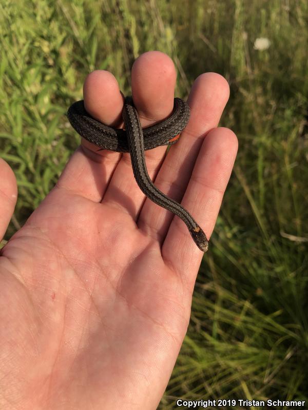 Northern Red-bellied Snake (Storeria occipitomaculata occipitomaculata)