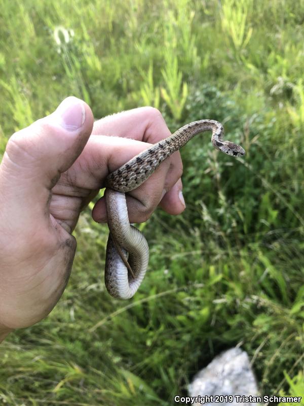 Midland Brownsnake (Storeria dekayi wrightorum)