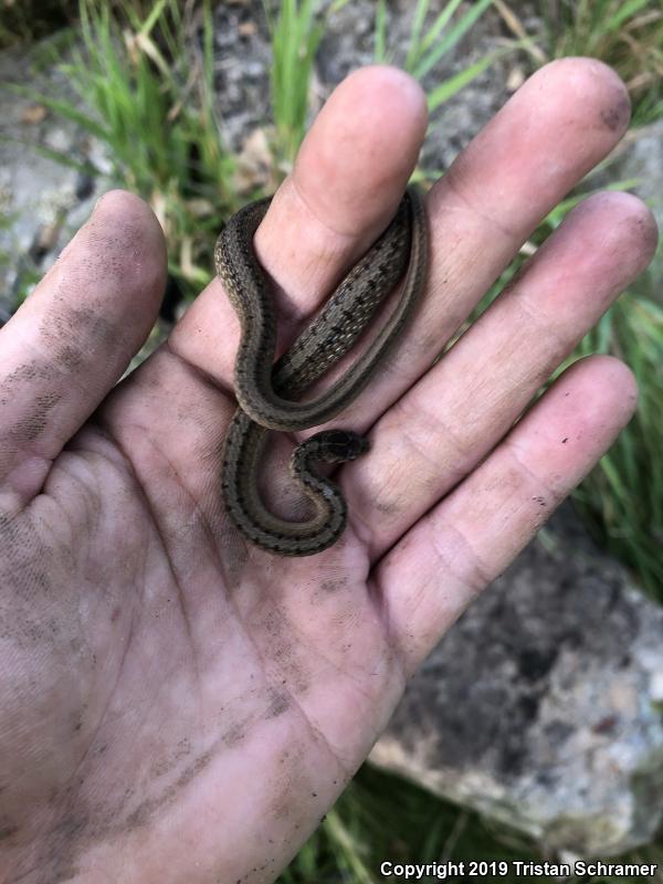 Midland Brownsnake (Storeria dekayi wrightorum)