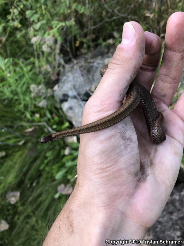 Northern Red-bellied Snake (Storeria occipitomaculata occipitomaculata)