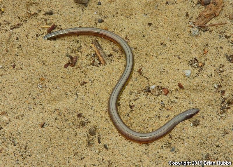 California Legless Lizard (Anniella pulchra)