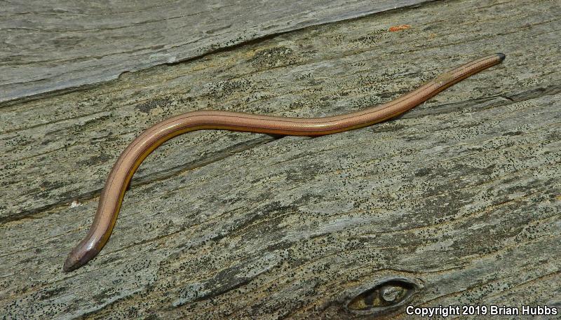 California Legless Lizard (Anniella pulchra)