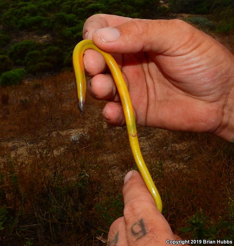 California Legless Lizard (Anniella pulchra)