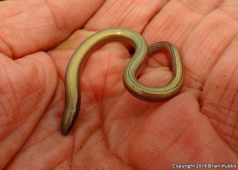 California Legless Lizard (Anniella pulchra)