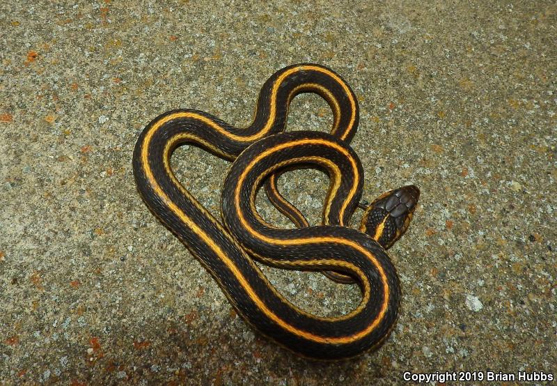 Coast Gartersnake (Thamnophis elegans terrestris)