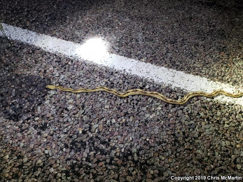 Northern Trans-Pecos Rat Snake (Bogertophis subocularis subocularis)