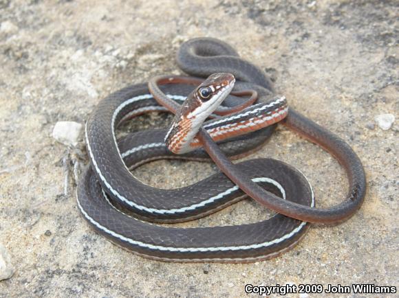 Schott's Whipsnake (Coluber schotti schotti)