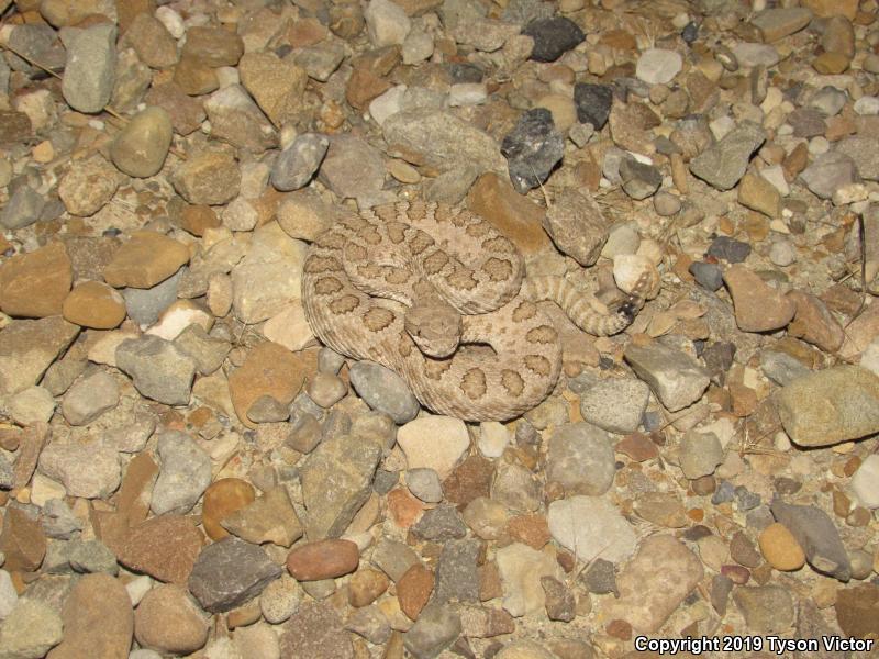 Midget Faded Rattlesnake (Crotalus oreganus concolor)