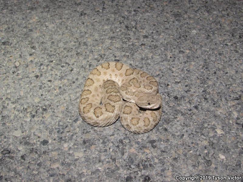 Midget Faded Rattlesnake (Crotalus oreganus concolor)