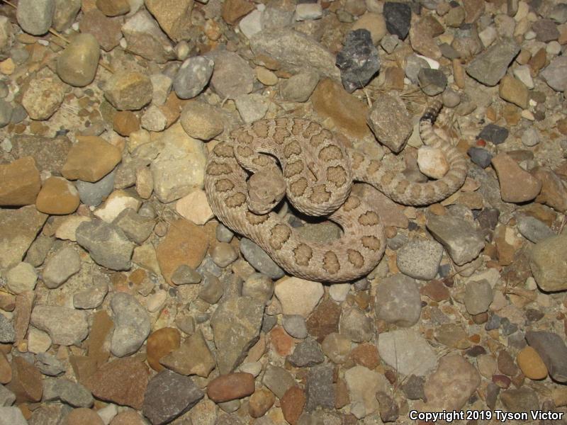 Midget Faded Rattlesnake (Crotalus oreganus concolor)