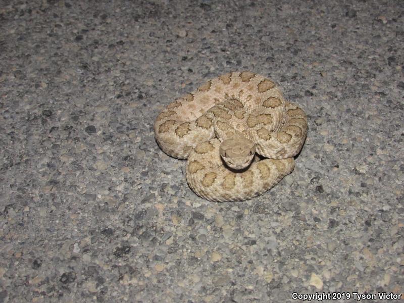 Midget Faded Rattlesnake (Crotalus oreganus concolor)