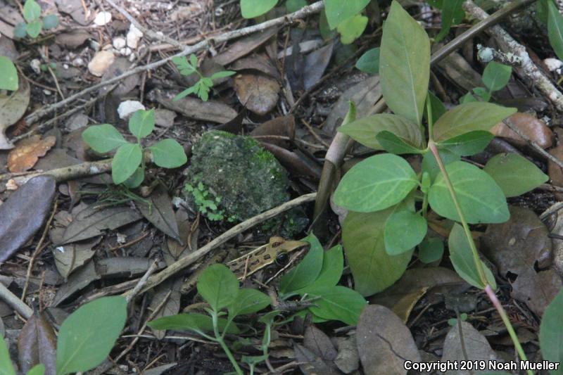 Southern Leopard Frog (Lithobates sphenocephalus utricularius)