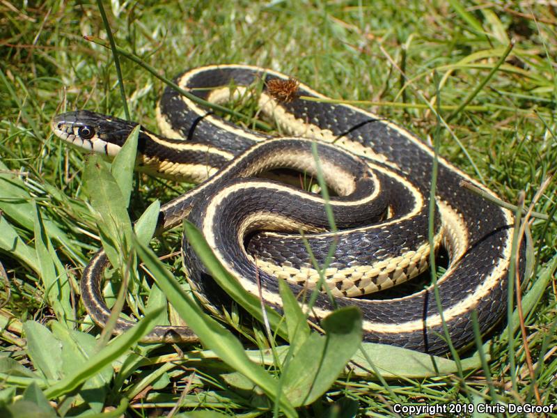 Mountain Gartersnake (Thamnophis elegans elegans)