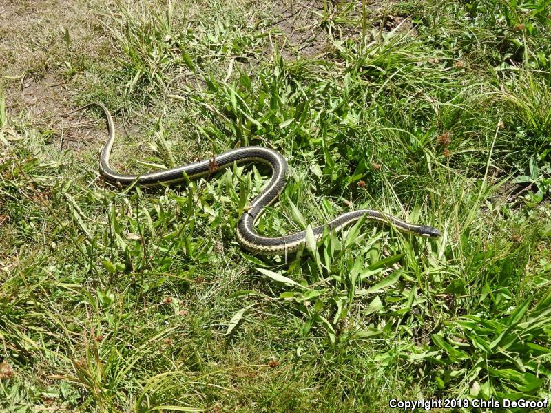 Mountain Gartersnake (Thamnophis elegans elegans)