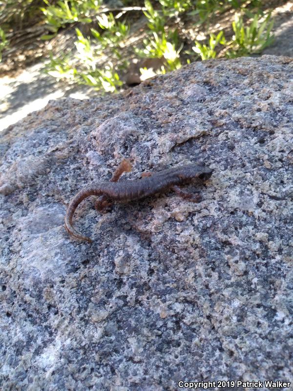 Mount Lyell Salamander (Hydromantes platycephalus)