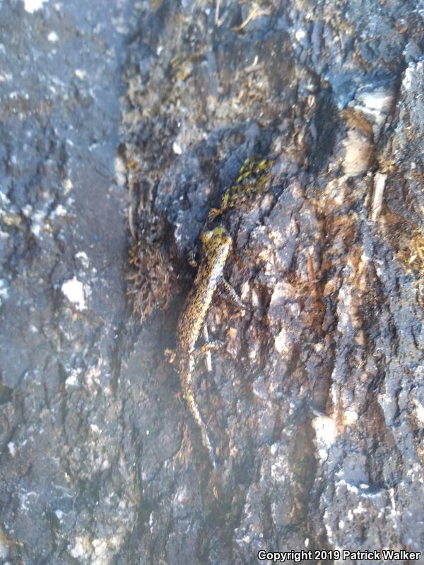 Mount Lyell Salamander (Hydromantes platycephalus)