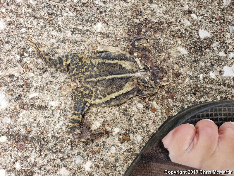 Gulf Coast Toad (Ollotis nebulifer)